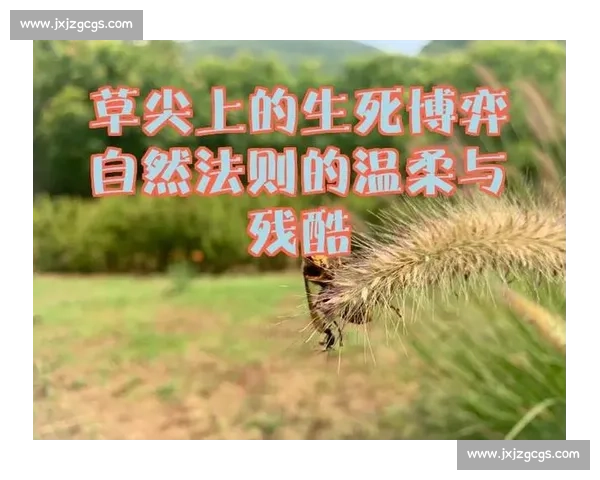 孤胆猛虎血战狼群生死博弈揭示自然法则的残酷真相与生存智慧较量